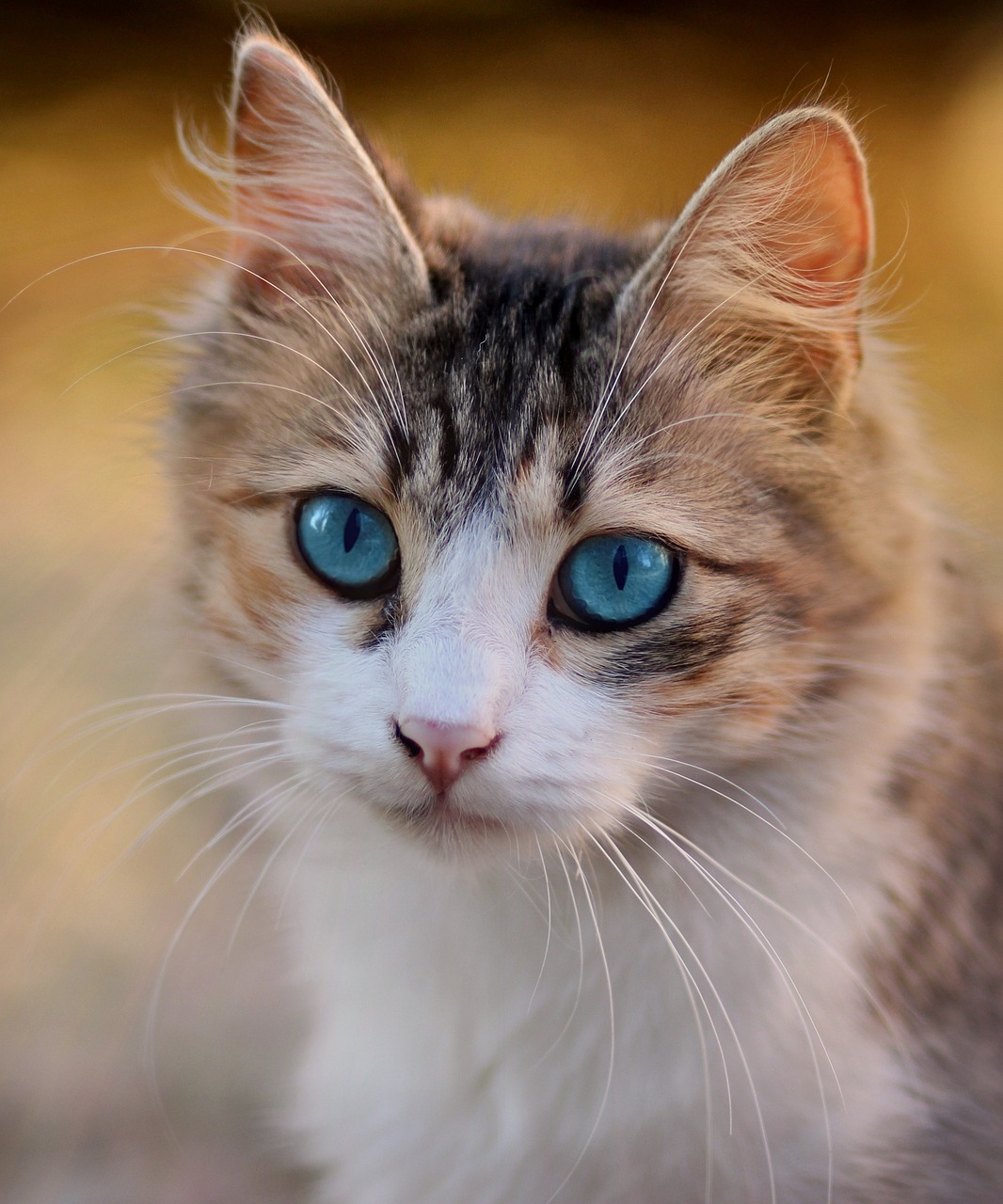 cat, blue eyes, pet, feline, animal, cat's eyes, brown cat, brown eye, brown pets, cat, cat, cat, cat, cat